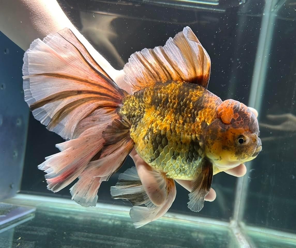 標本ヴァズデメロゾウカブト ボリビア産 92ミリ WF1累代飼育個体